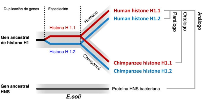 un gen ancestral se duplica para dar lugar a dos parálogos (Histona 1.1 y 1.2). Un evento de especiación produce dos ortólogos en dos especies (humanos y chimpancés).
