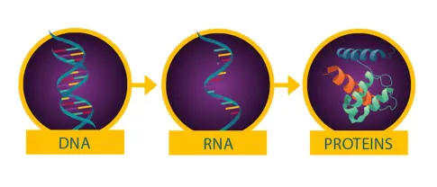 Modelo simplificado del dogma central de la biología molecular