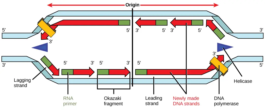La replicación del ADN es bidireccional y discontinua