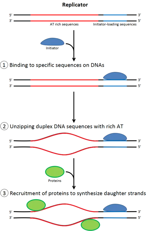 Rol de los iniciadores en el inicio de la replicación del ADN
