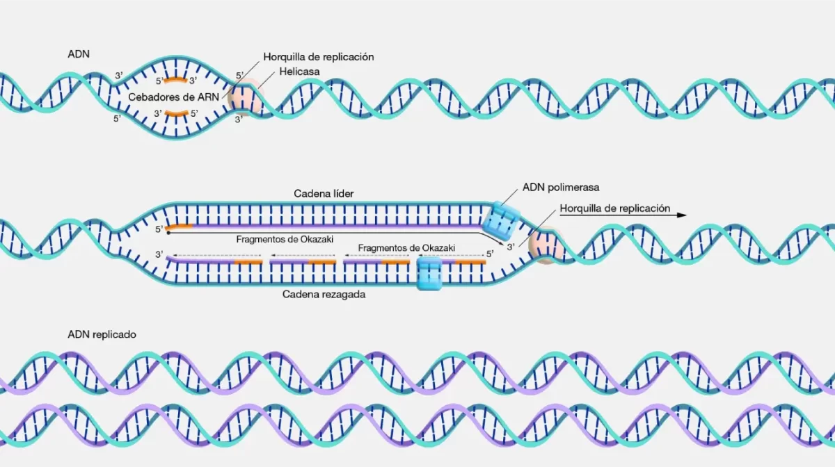 Estapas de la replicación del ADN