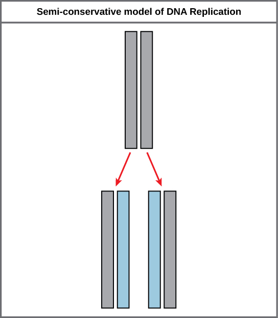 Modelo semiconservativo de replicación del ADN
